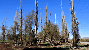 Reportaje fotográfico sobre árboles dañados en Huechún